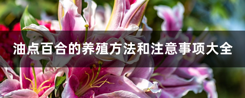 油點百合的養殖方法和注意事項