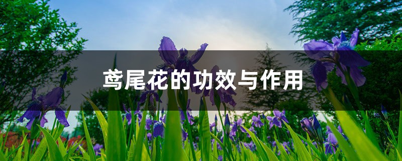 鳶尾花的功效與作用，鳶尾花有毒嗎