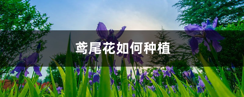 鳶尾花如何種植，後期如何養護