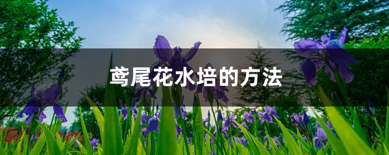 鳶尾花水培的方法，水培爛根怎麼辦