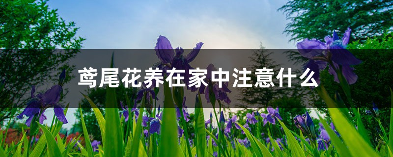 鳶尾花養在家中注意什麼，養在家中對身體有害嗎