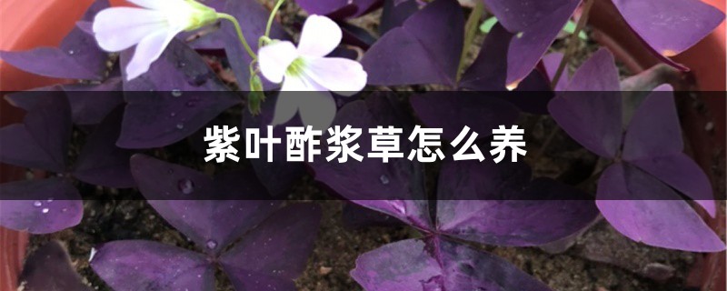紫葉酢漿草怎麼養茂盛