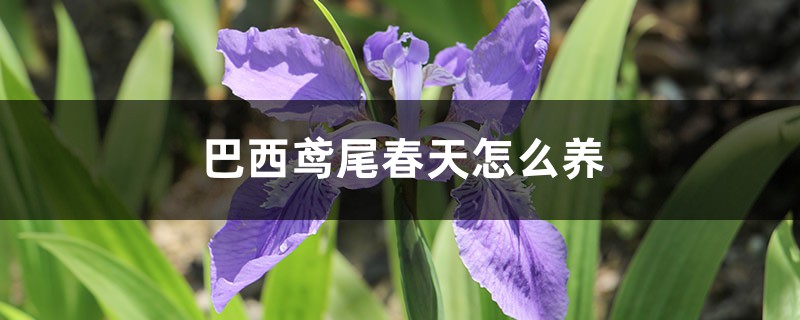 巴西鳶尾春天怎麼養
