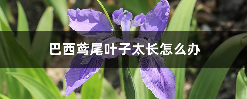 巴西鳶尾葉子太長怎麼辦