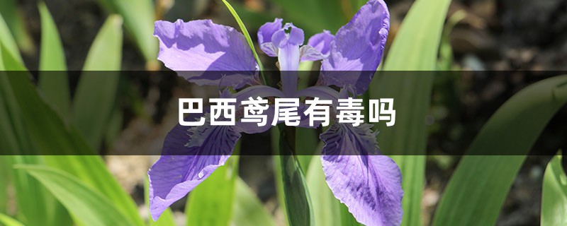 巴西鳶尾有毒嗎