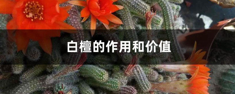 白檀的作用和價值