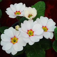 報春花