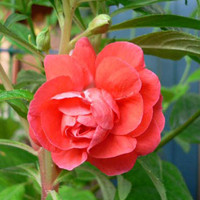 茶花鳳仙