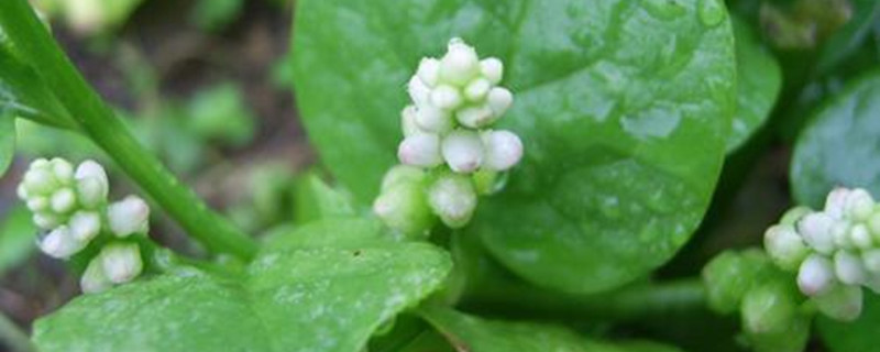 潺菜的養殖方法