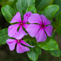 長春花