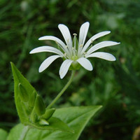 繁縷