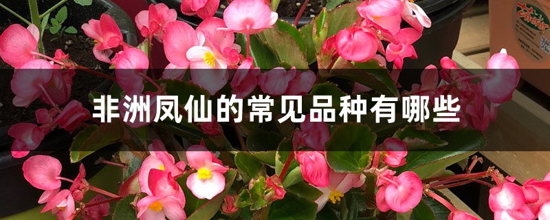 非洲鳳仙的常見品種有哪些