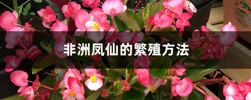 非洲鳳仙的繁殖方法
