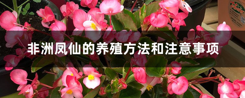 非洲鳳仙的養殖方法和注意事項