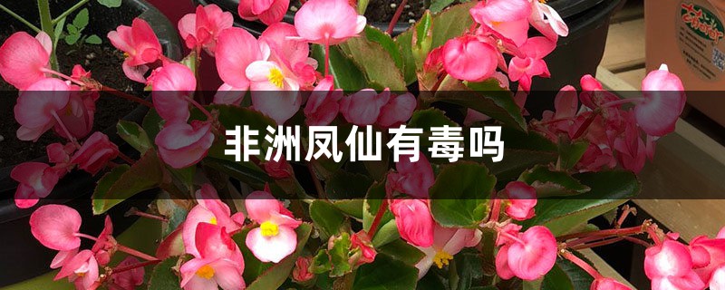 非洲鳳仙有毒嗎