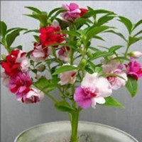 鳳仙花