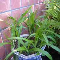 觀音草