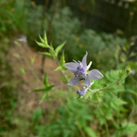 還亮草