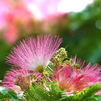 合歡花