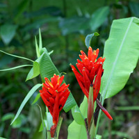 紅花蕉