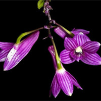 紅花石斛