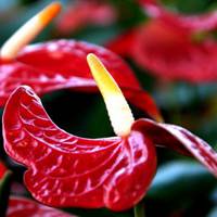 紅掌