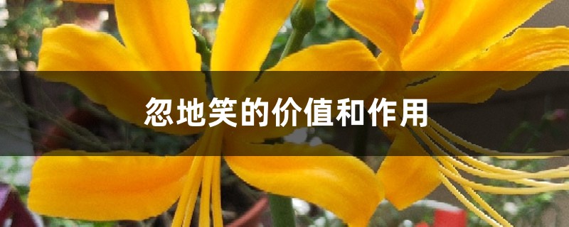 忽地笑的價值和作用