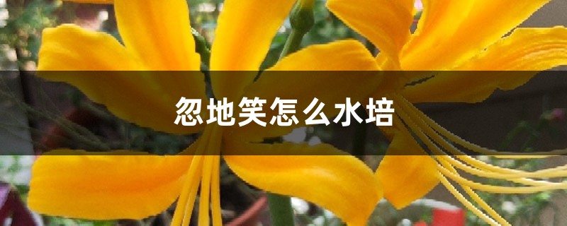 忽地笑怎麼水培