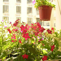 花菸草