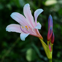 換錦花