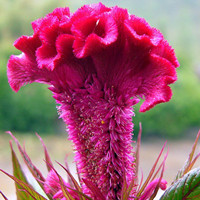 雞冠花
