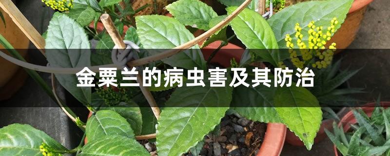 金粟蘭的病蟲害及其防治