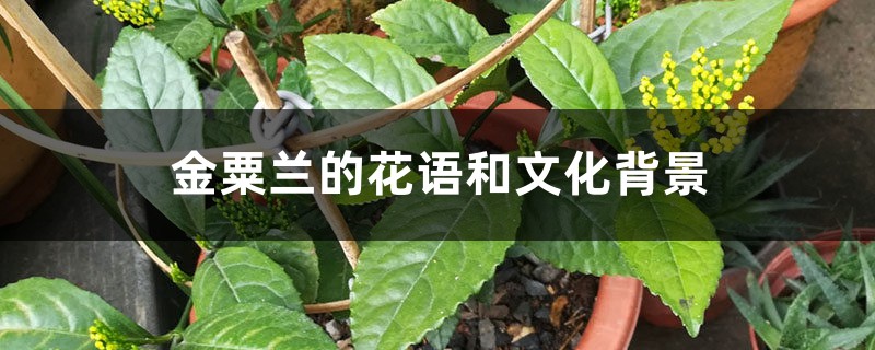 金粟蘭的花語和文化背景