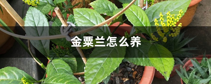 金粟蘭怎麼養
