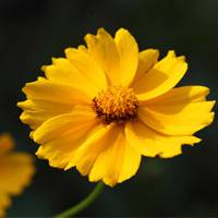 金盞菊