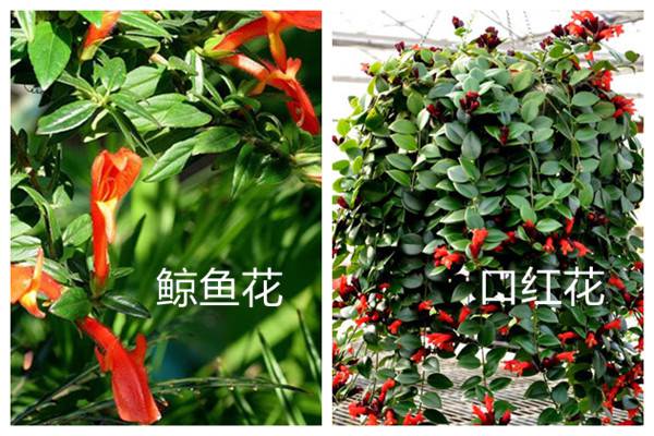 鯨魚花和口紅花的區別