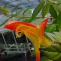 鯨魚花