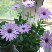 藍目菊