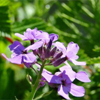 藍香芥