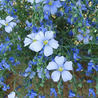 藍亞麻