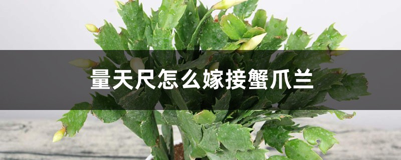量天尺怎麼嫁接蟹爪蘭