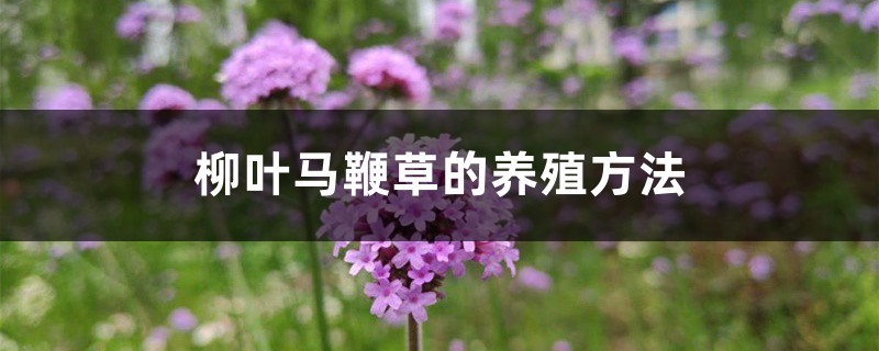 柳葉馬鞭草的養殖方法