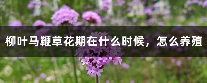柳葉馬鞭草花期在什麼時候，怎麼養殖