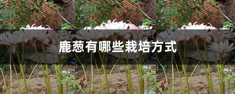 鹿蔥有哪些栽培方式
