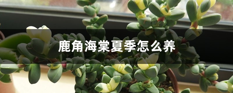 鹿角海棠夏季怎麼養