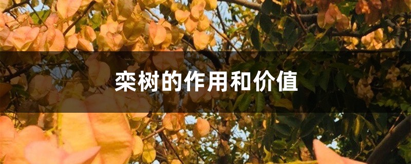 欒樹的作用和價值