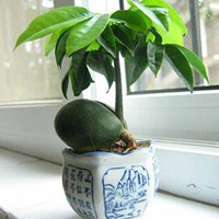 綠元寶
