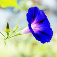 牽牛花
