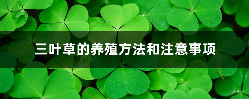 三葉草的養殖方法和注意事項