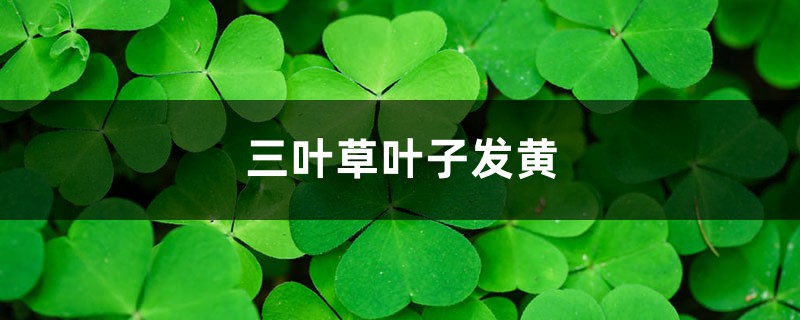 三葉草黃葉的原因和處理辦法